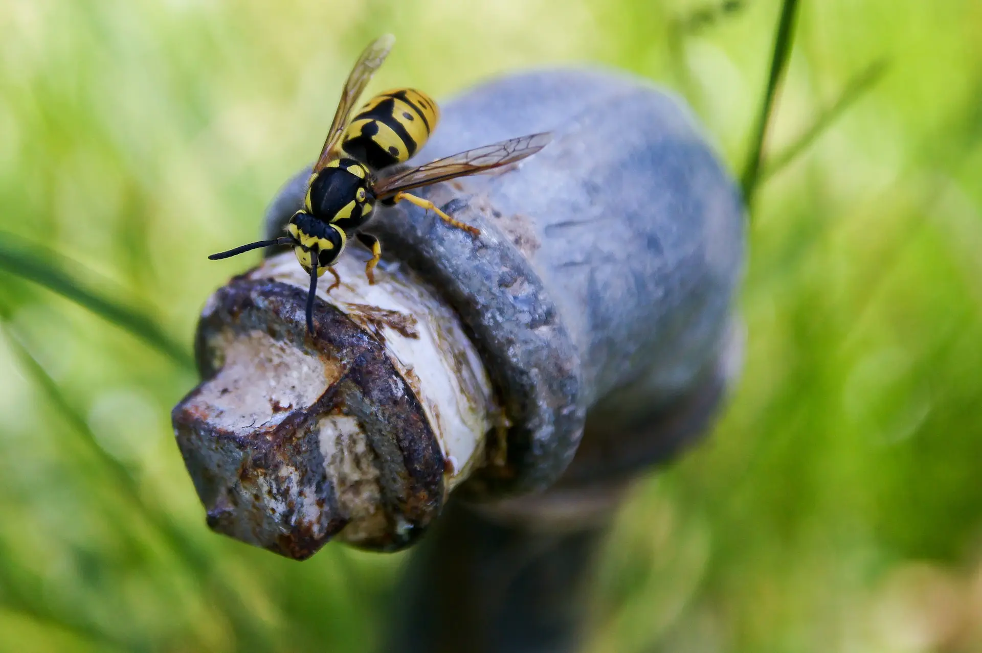 dangerous-bugs-in-nature