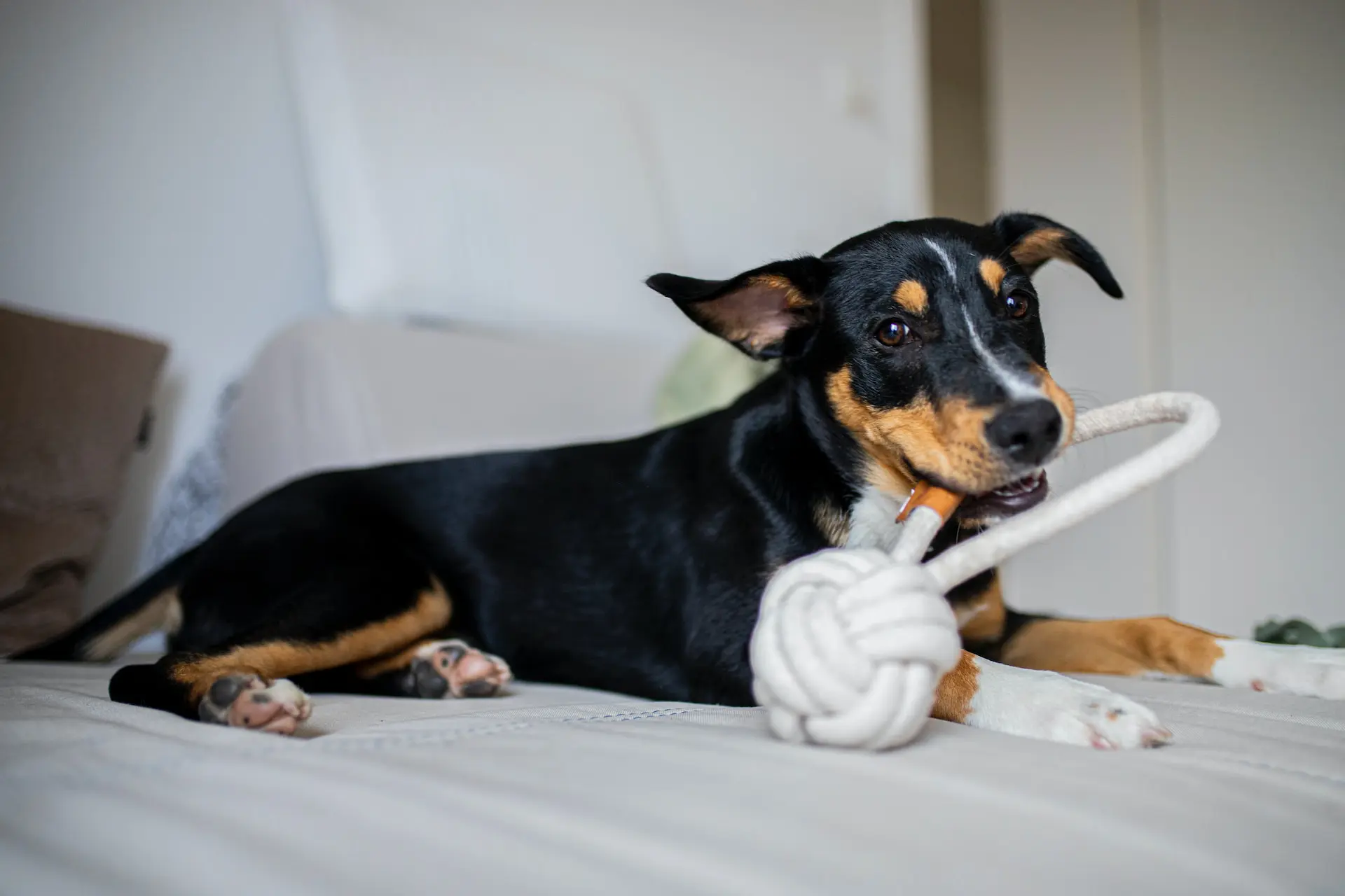 dog-toys-made-from-recycled-plastic-bottles