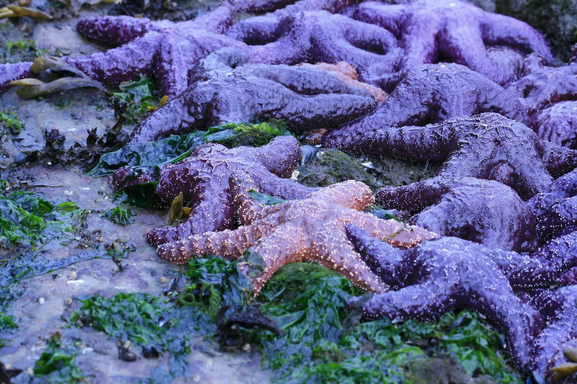 donna-koch-cMpb435RH-o-unsplash-1