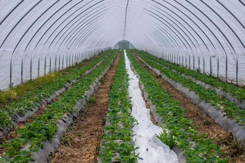 drip_irrigation_1578061573-e1578061585467