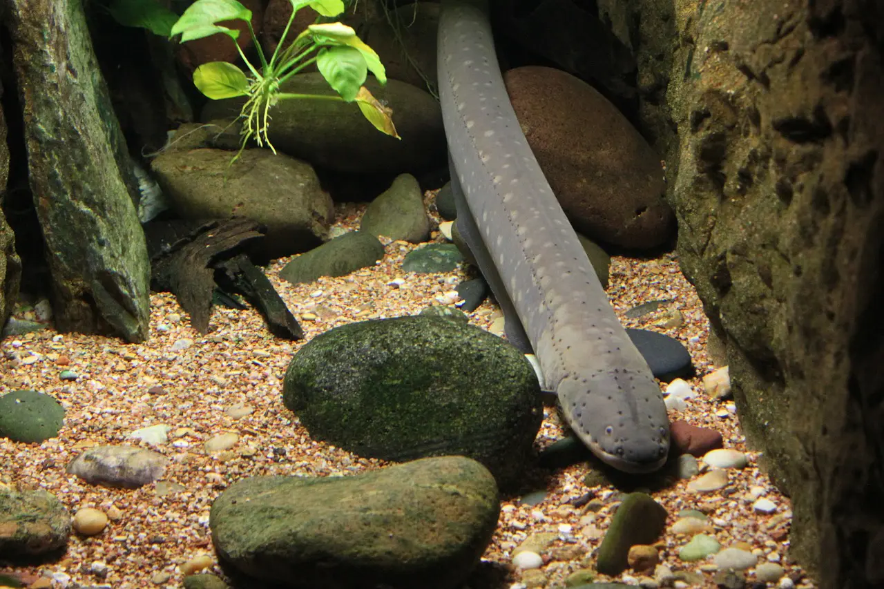eels_1515607871