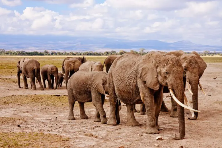 elephants_1551893411-e1551893442627