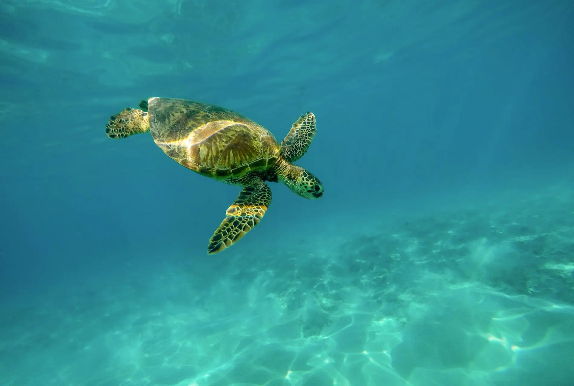 endangered-species-recovery