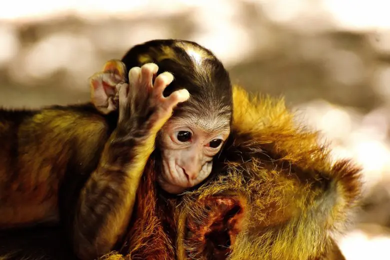 endangered_species_1525205401-e1525205413148