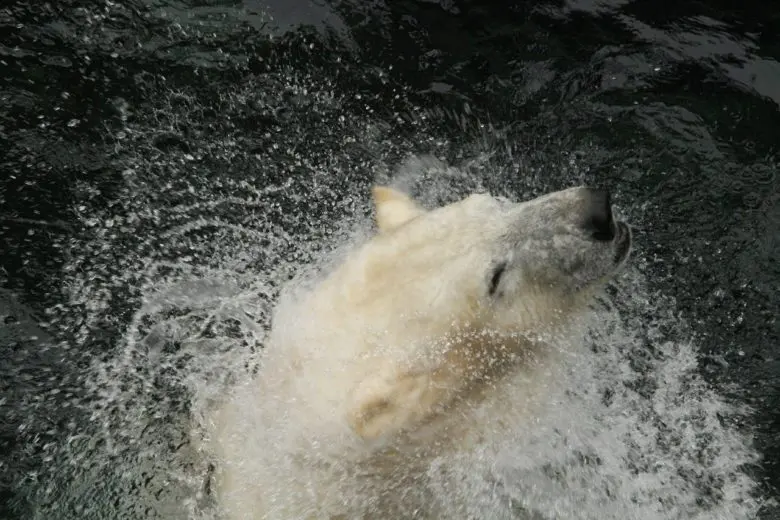 endangered_species_1528825107-e1528825139927
