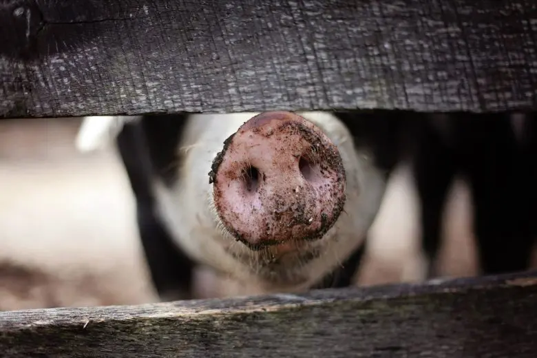 farm_animals_1572017597-e1572017614553