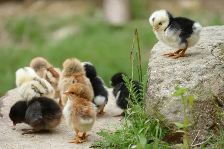 farm_animals_1578064837-e1578064847783