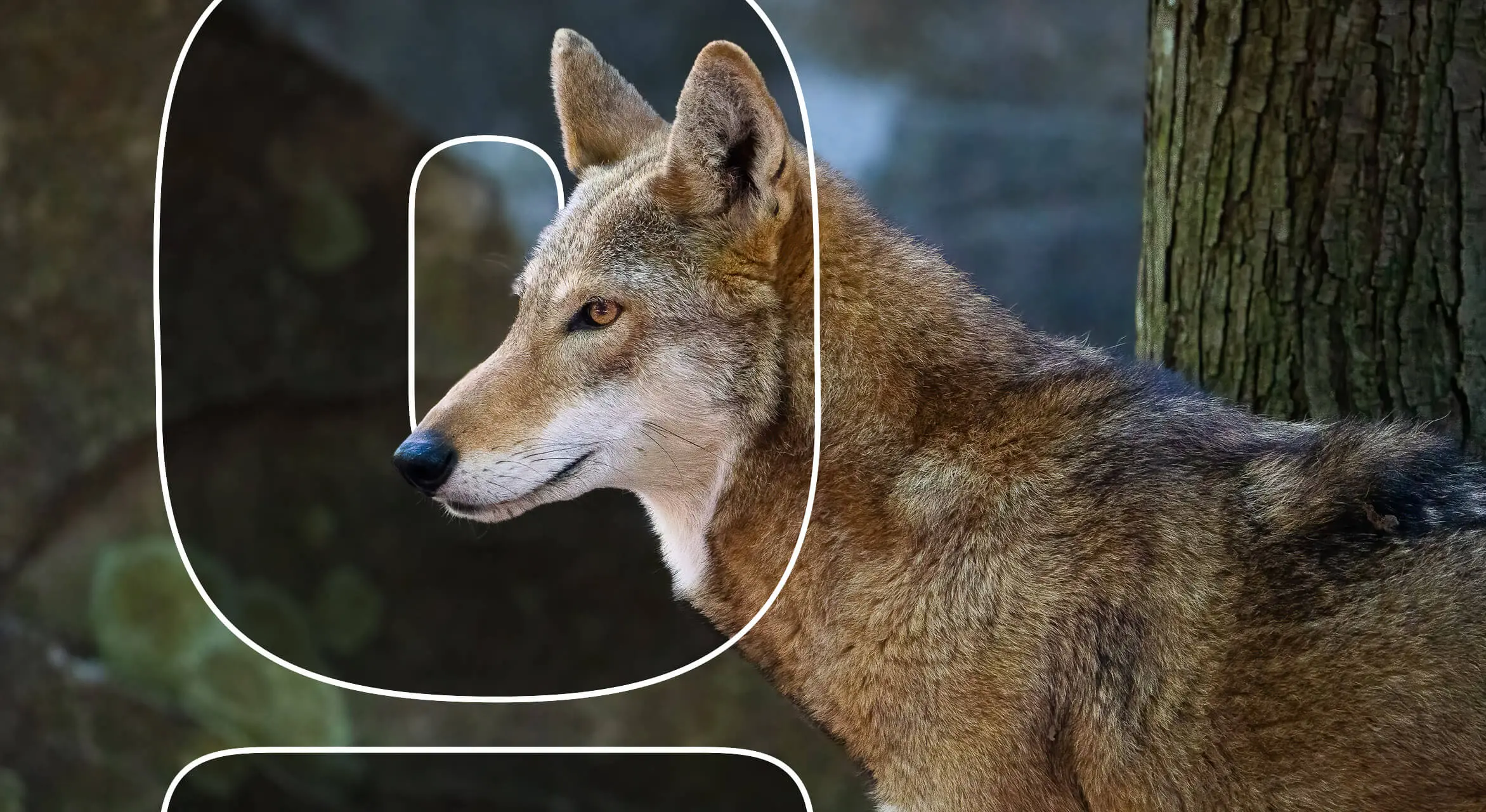 featured-4-of-the-most-endangered-animals-in-the-US