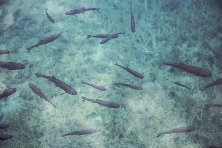 fish_1557168636-e1557168649236