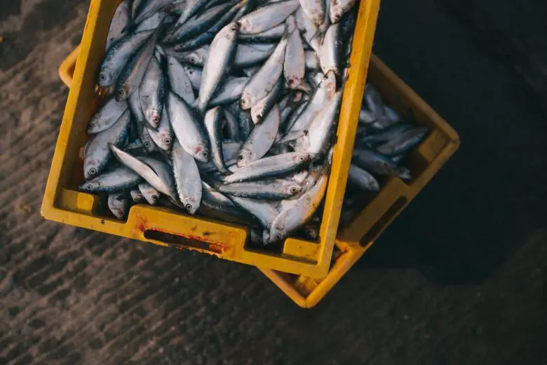 fish_1557241720-e1557241729805