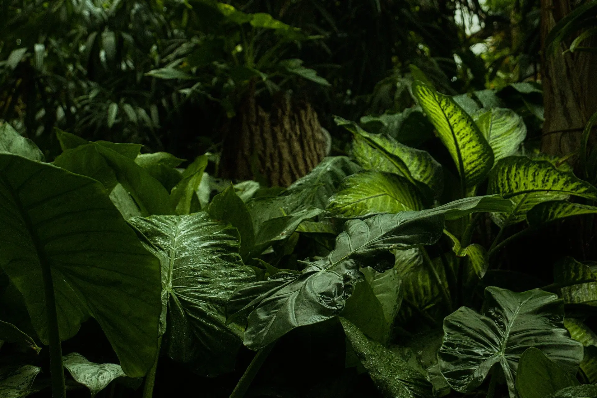 forest-g5100f96f2_1920