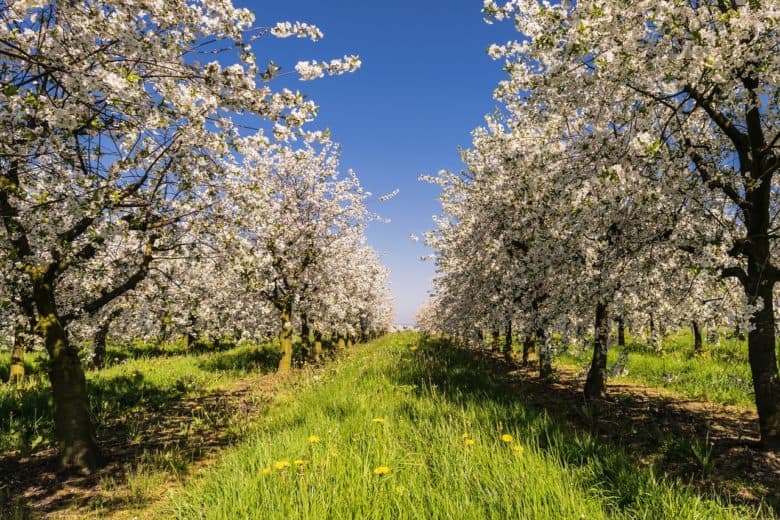 fruit_trees_1580929594-e1580929633153
