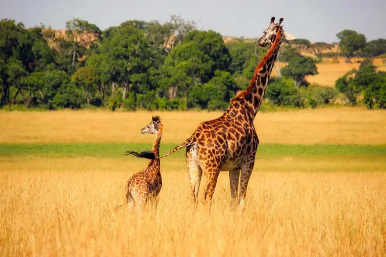 giraffes_1556903538-e1556903550802