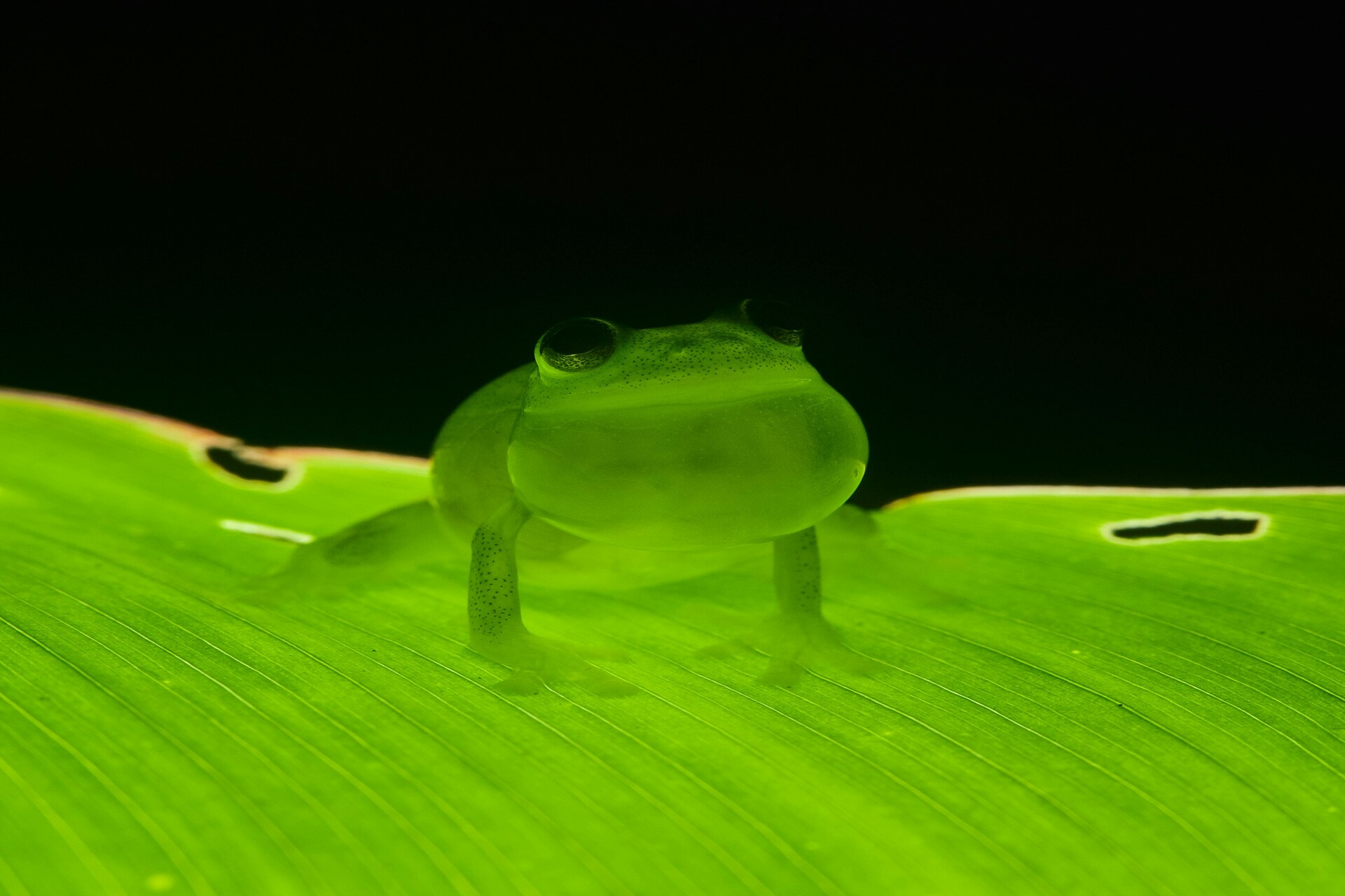 Why Conserving the Glamorous Glass Frog Must Begin Now - Environment