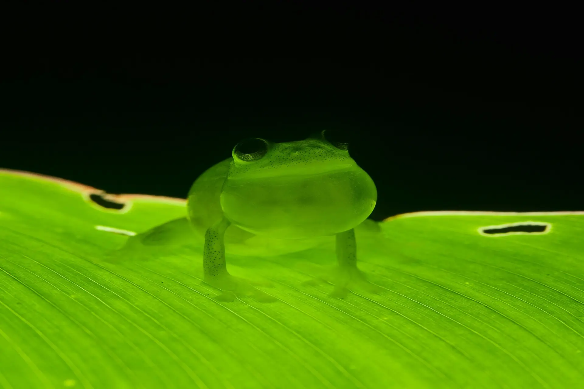 glass-frog