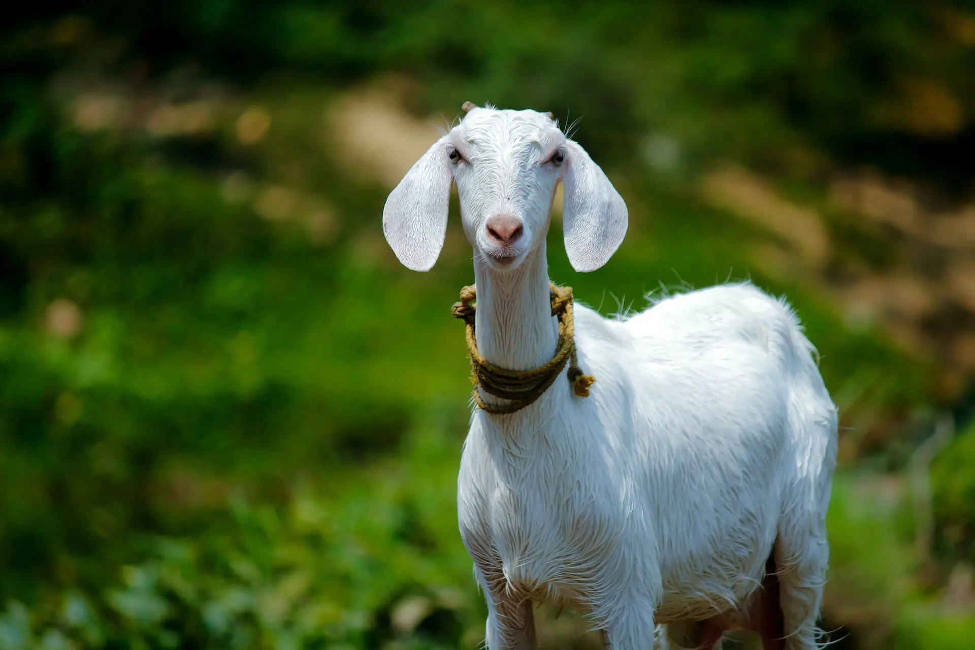 goat-milk-vs-cow-milk
