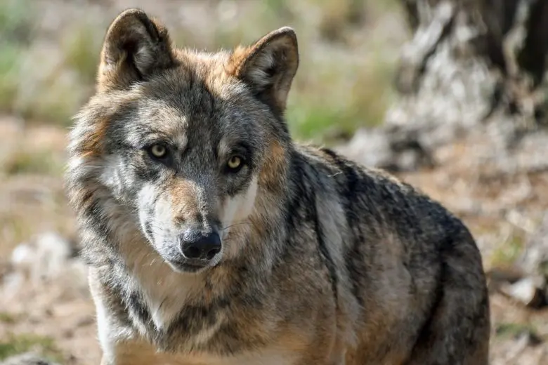 gray_wolf_1586537325-e1586537341333