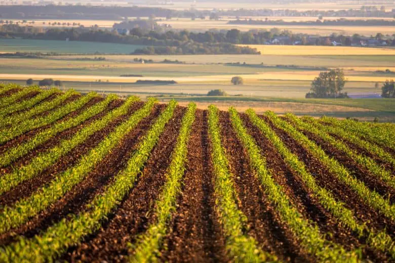 growing_food_1579275039-e1579275056584