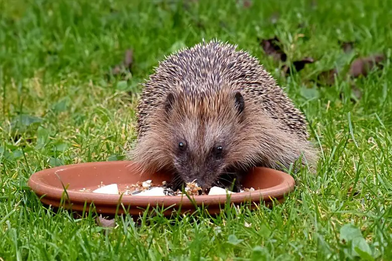 hedgehog_1518642466-e1518642475211