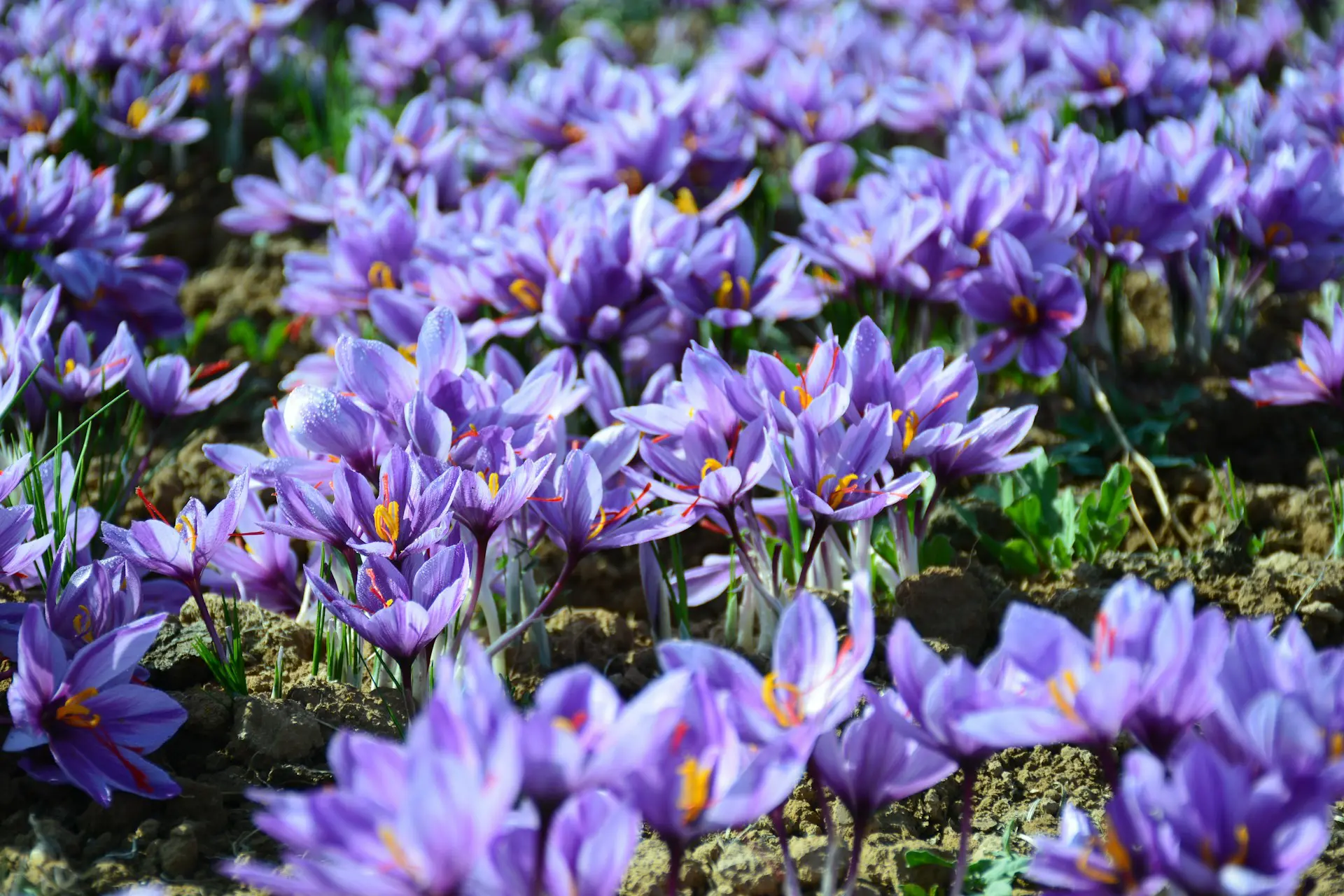 high-value-crops-saffron