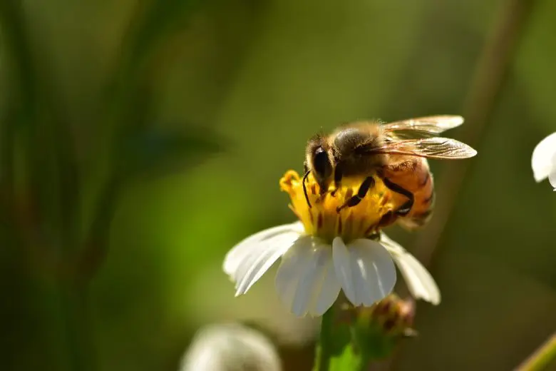 honeybees_1521212987-e1521213019670