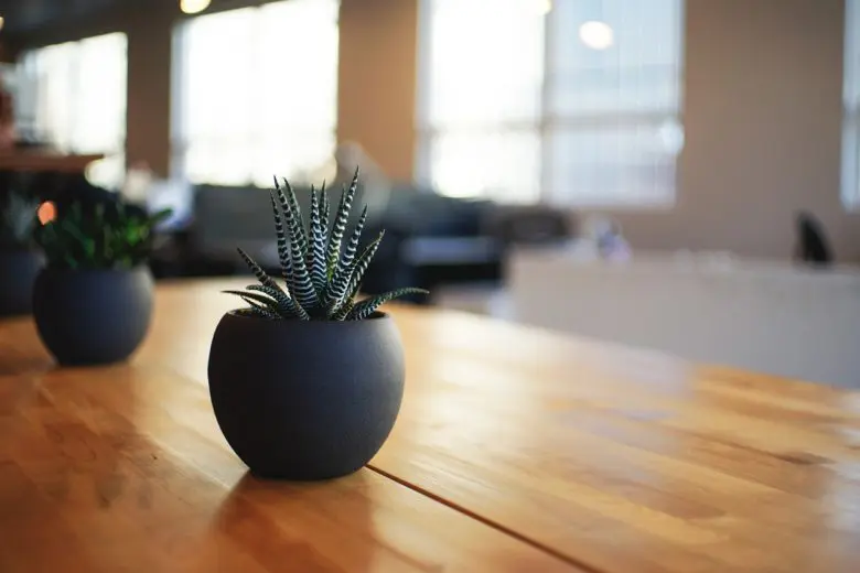 houseplants_1528225204-e1528225214903