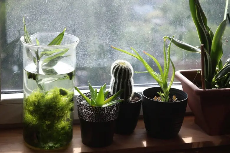 houseplants_1580927889-e1580927910230