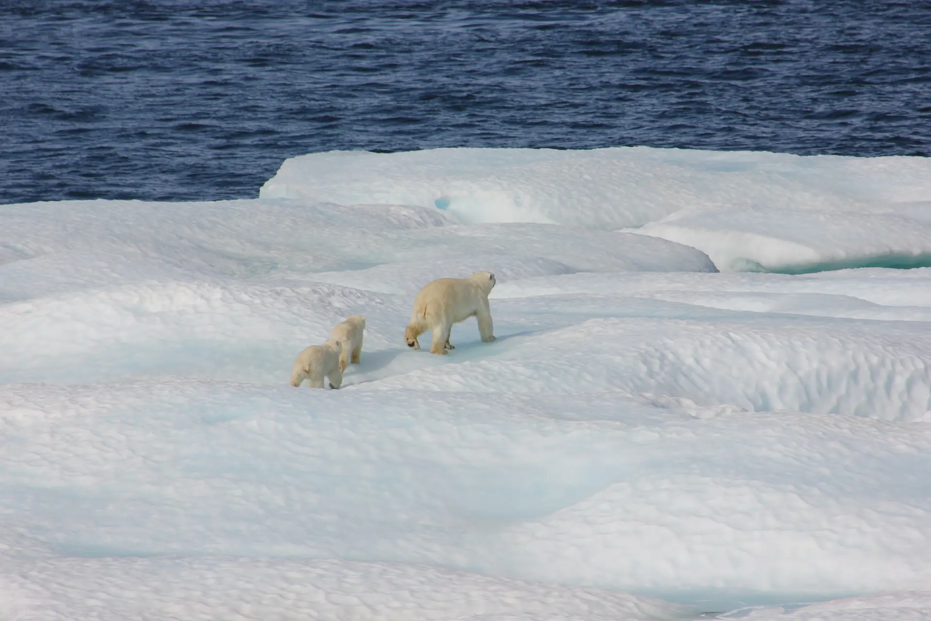 how-are-polar-bears-affected-by-climate-change-ENVR