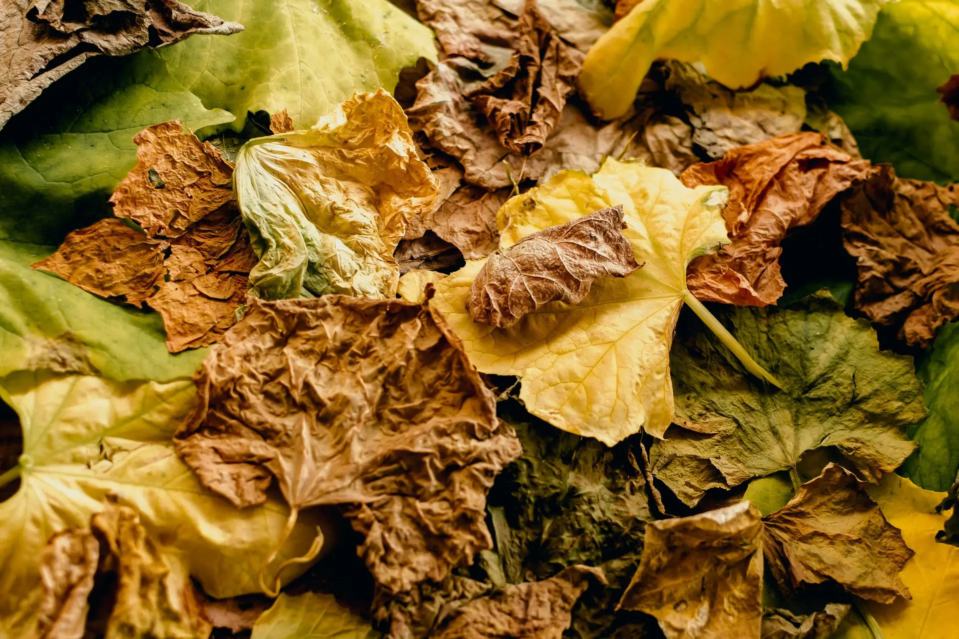how-to-compost-leaves