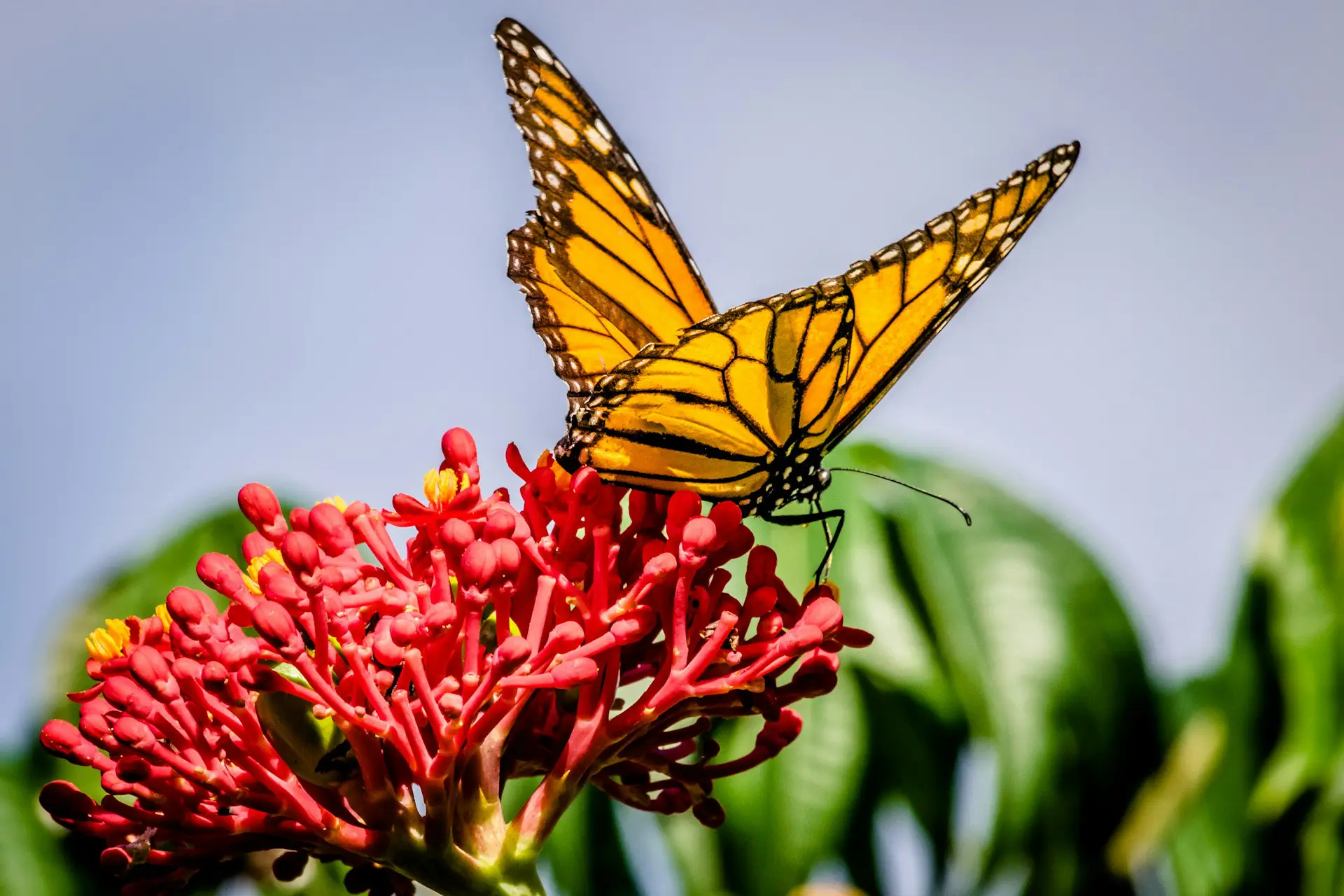 how-to-start-a-butterfly-garden