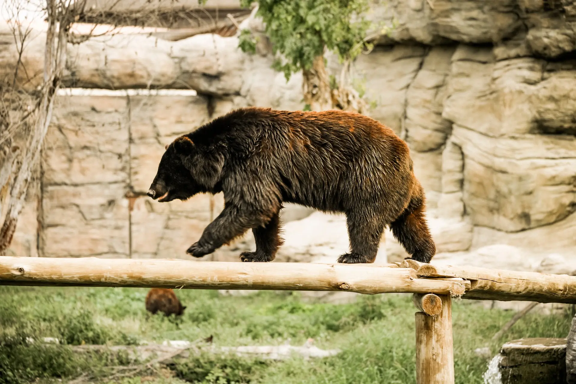 how-to-volunteer-for-wildlife-sanctuary
