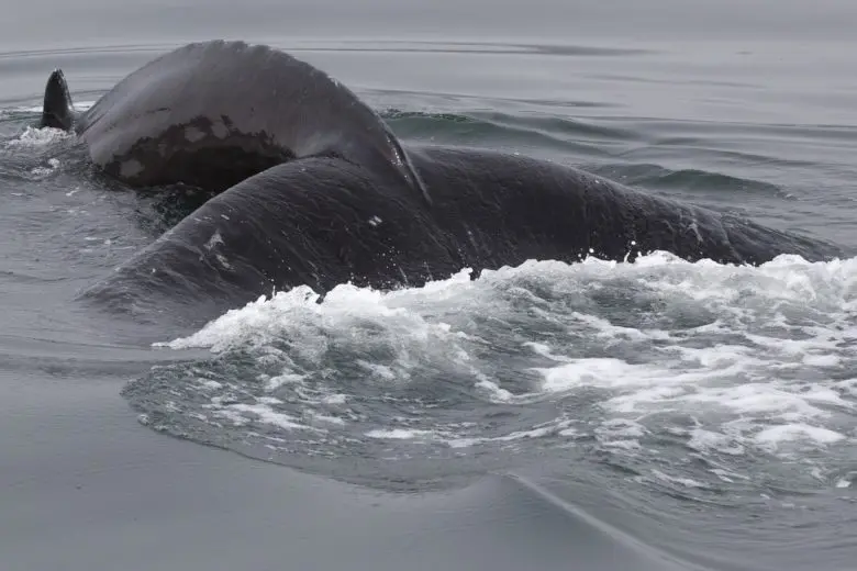 humpback_whales_1523037130-e1523037141646