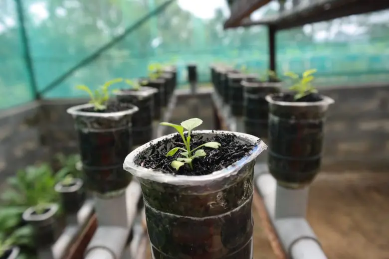 hydroponics_1597174949-e1597174958799