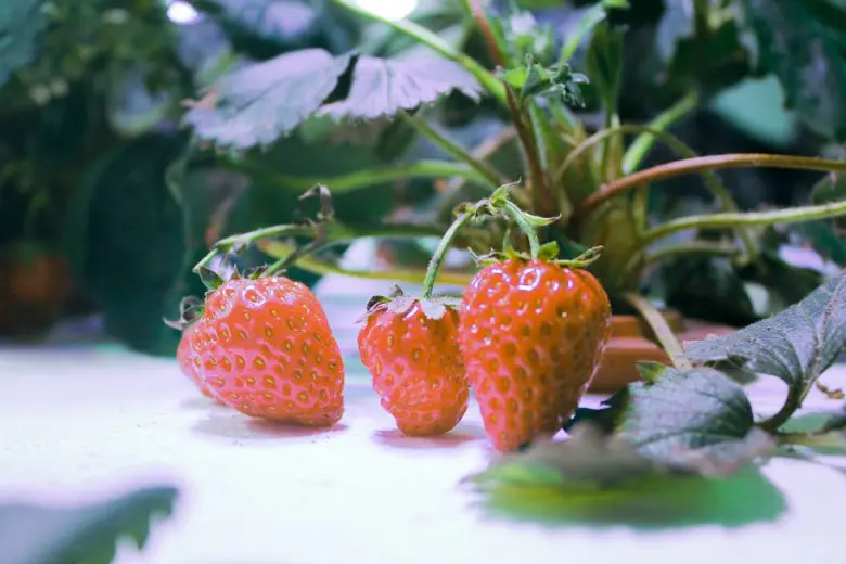 hydroponics_1597176116-e1597176148325
