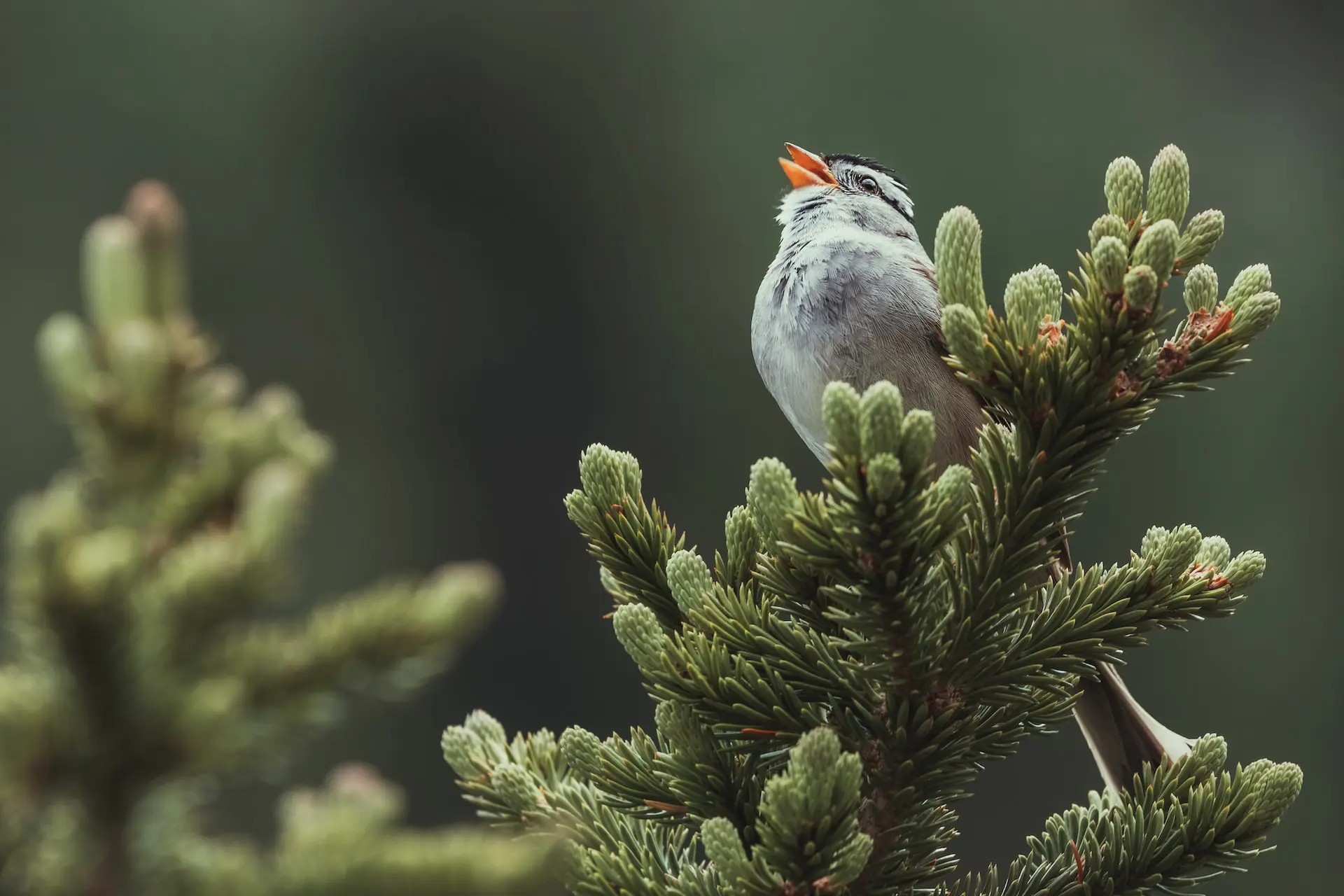identifying-bird-calls
