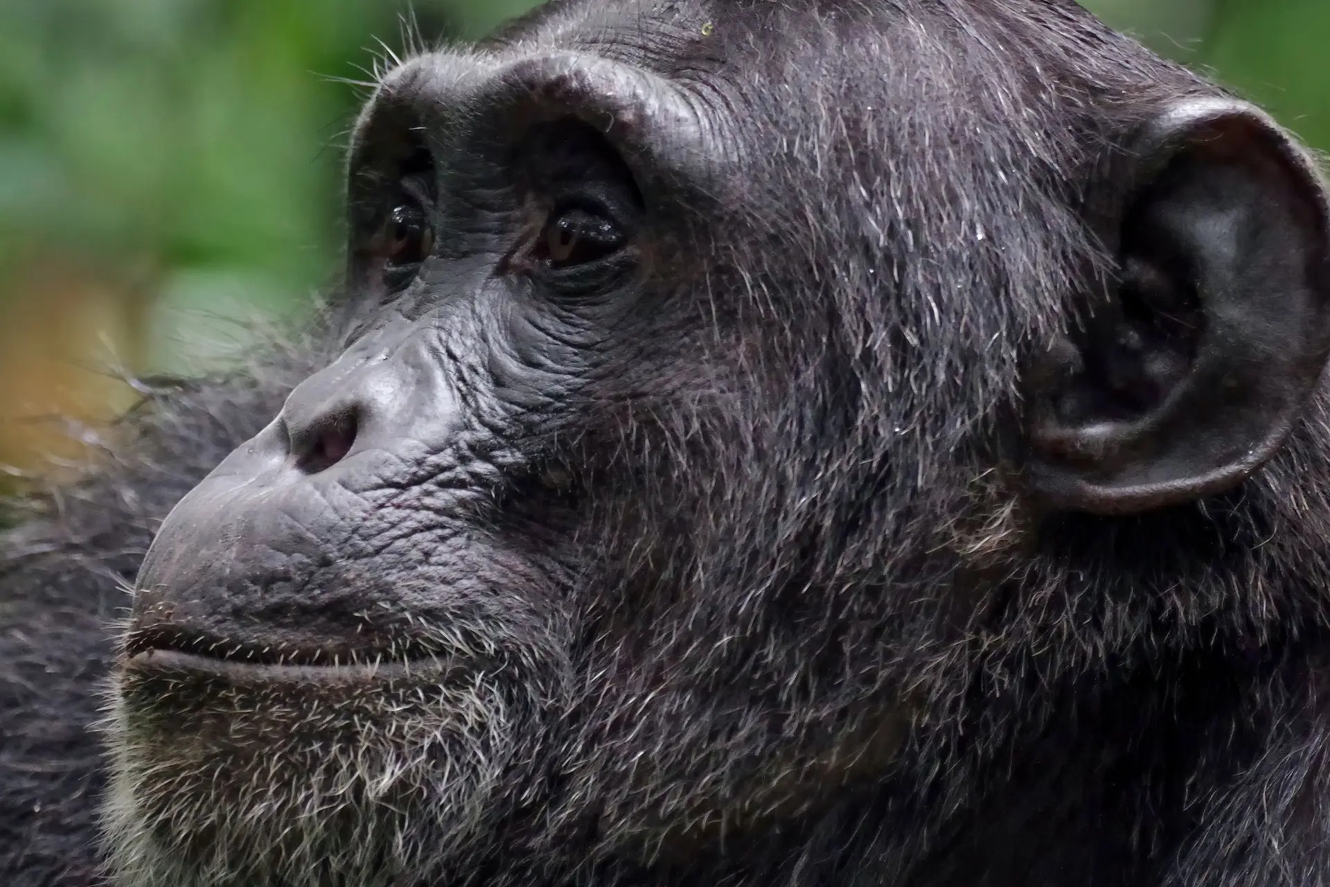 jane-goodall-books
