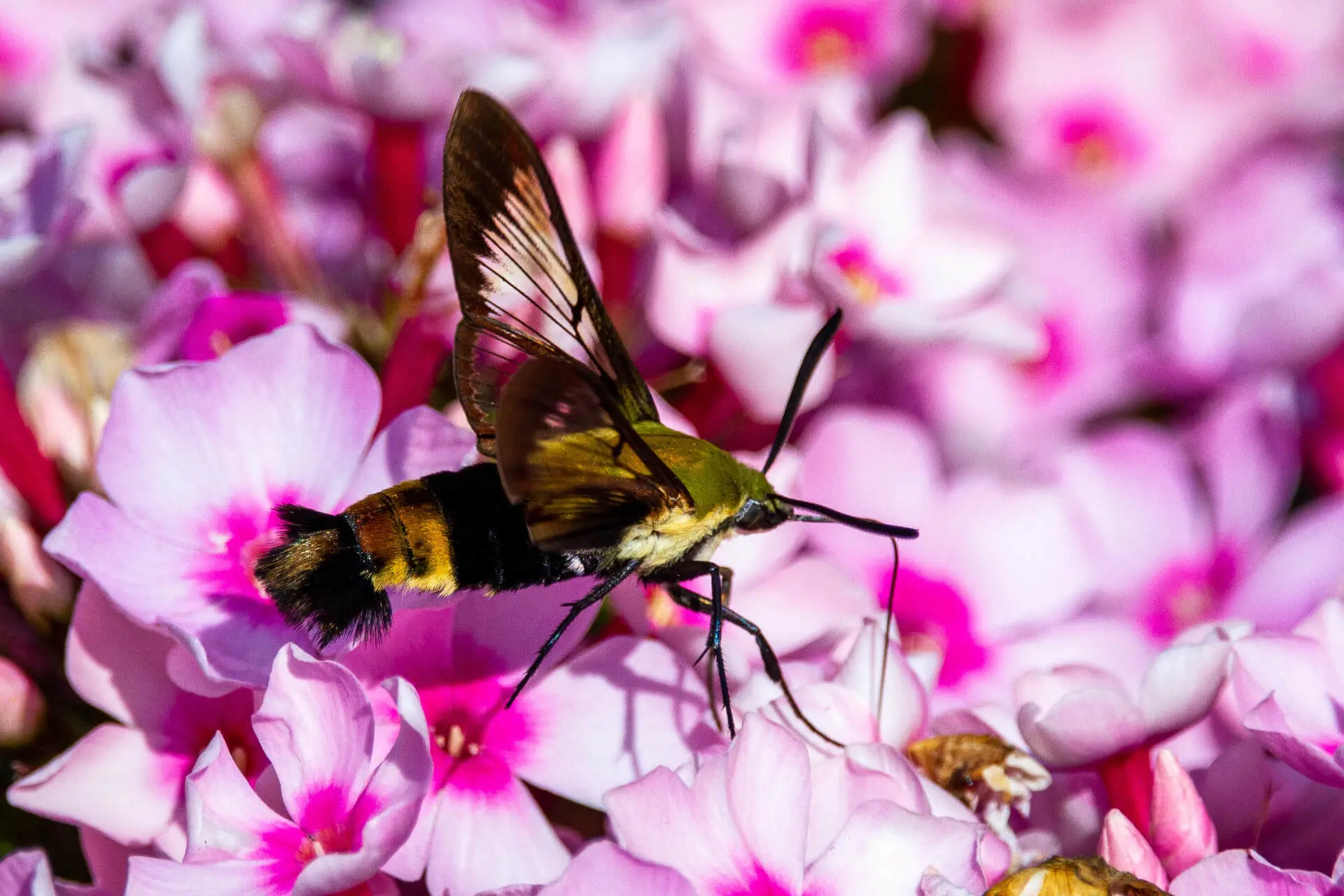 joshua-j-cotten-dyUO3R1hFtI-unsplash