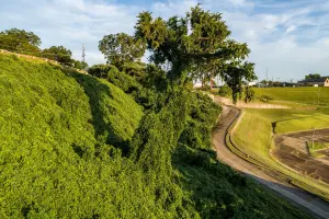 How Kudzu Became One of the Most Invasive Vines