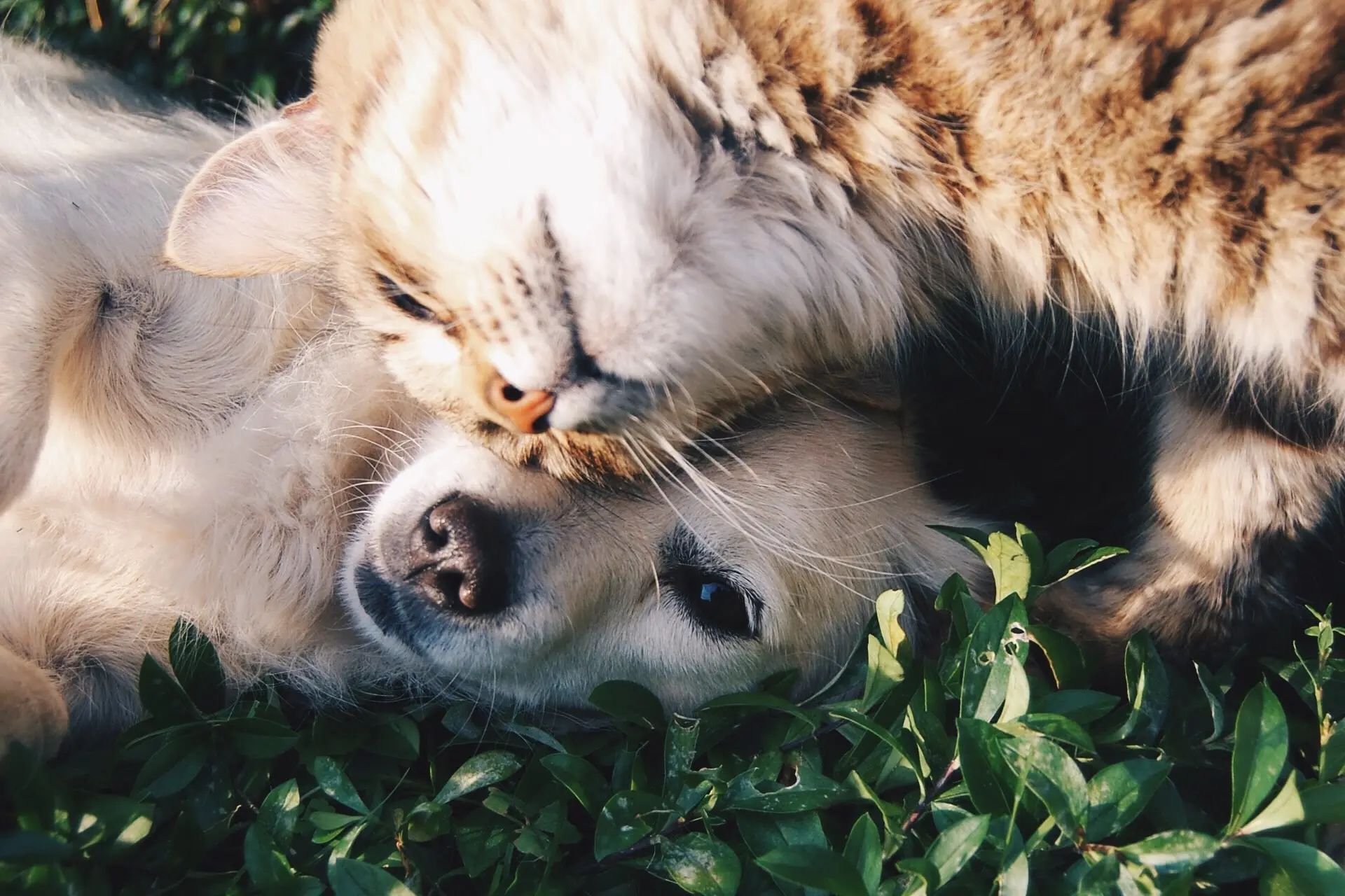 krista-mangulsone-9gz3wfHr65U-unsplash