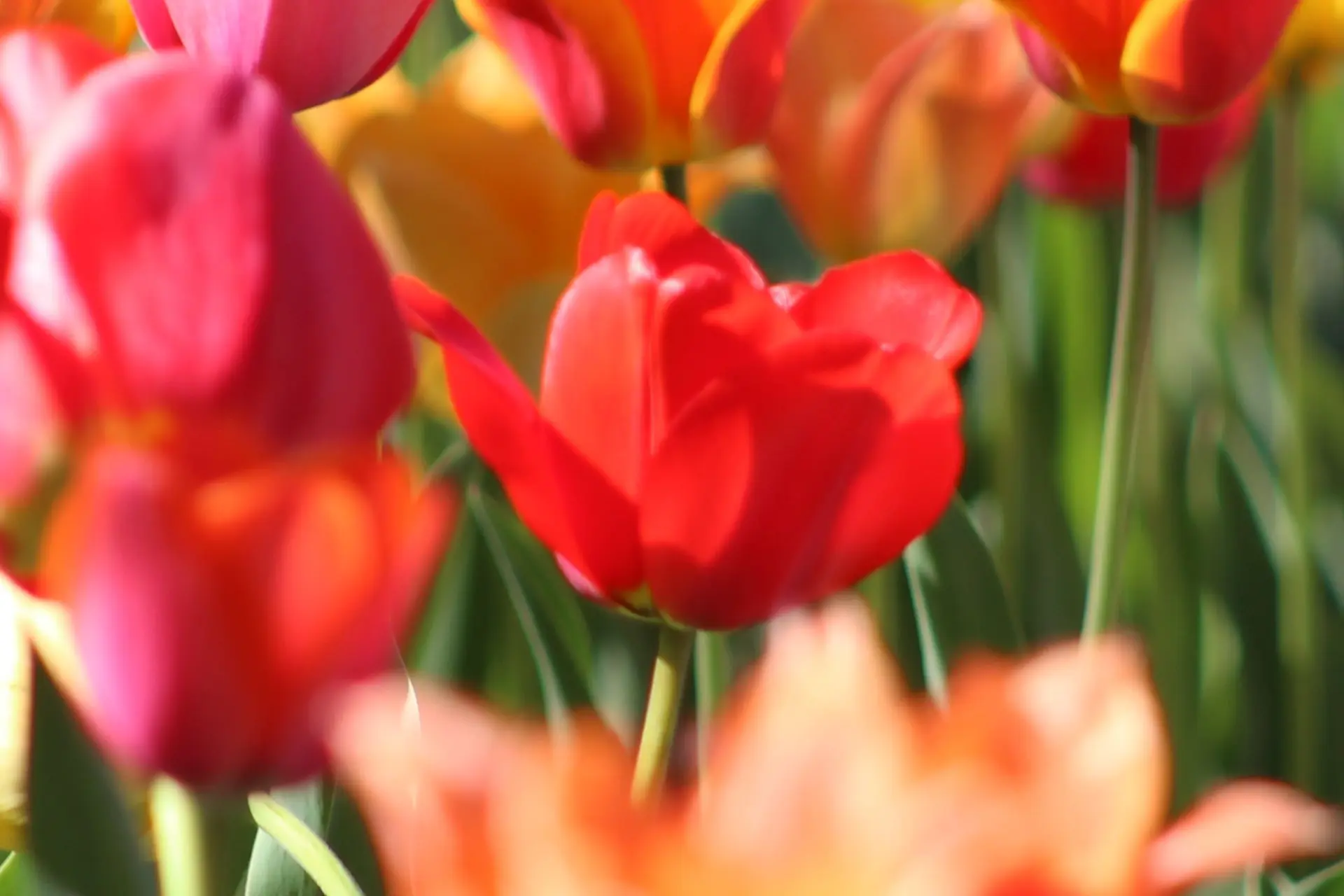 krystina-rogers-5aXEo-hGwU0-unsplash