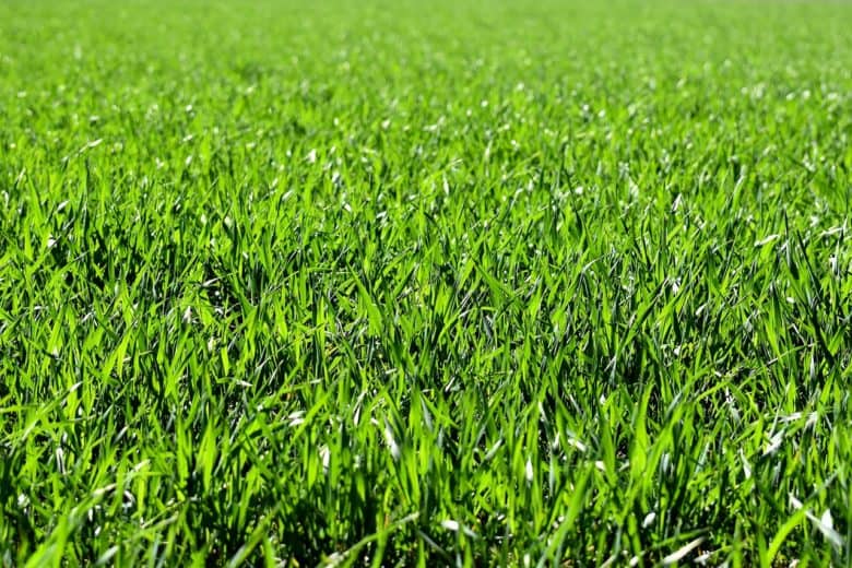 landscaping_1580925093-e1580925108966