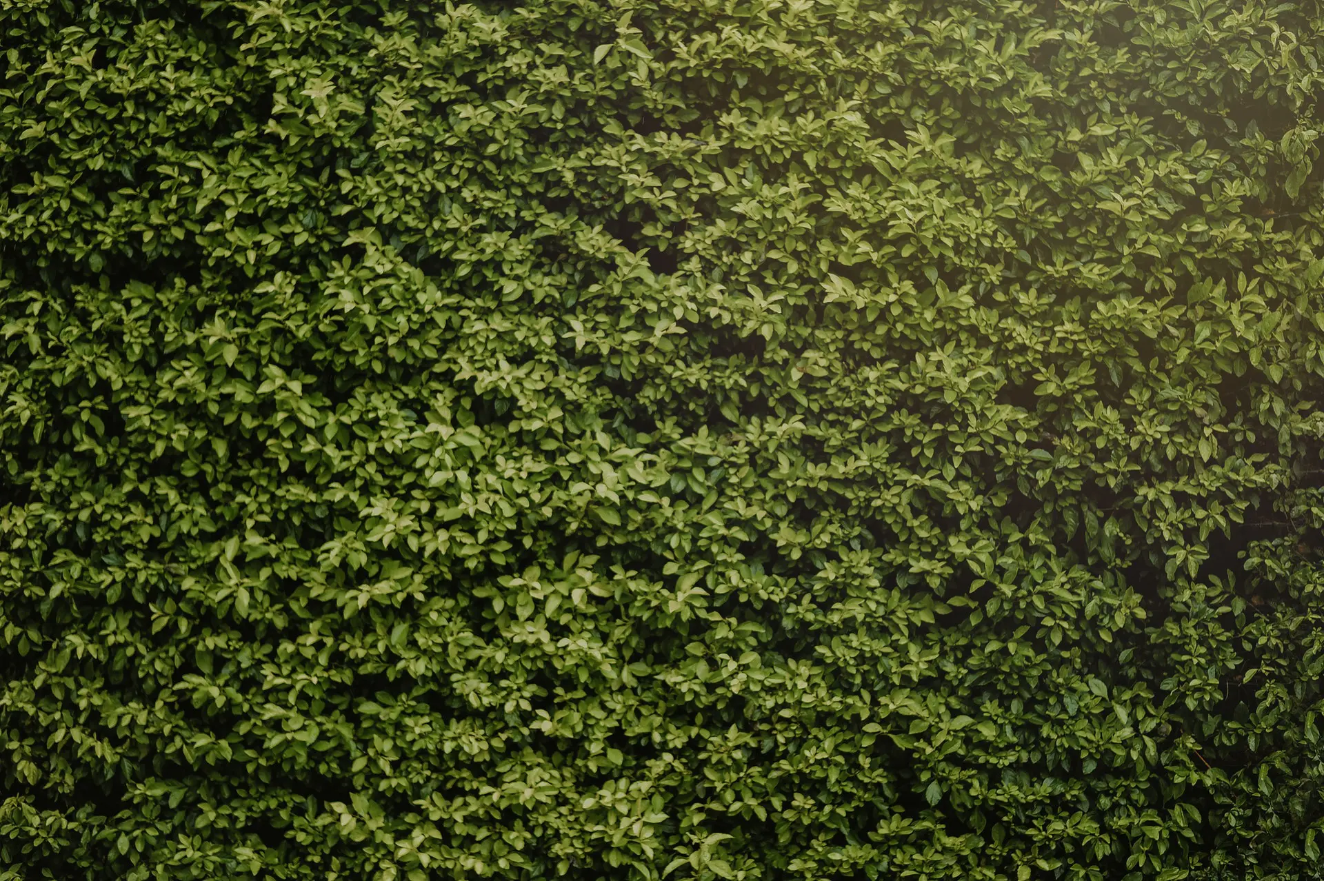 living-fence-hedge