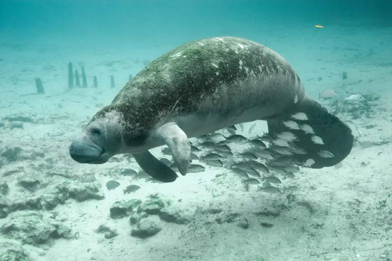 manatee_1525809142-e1525809153494