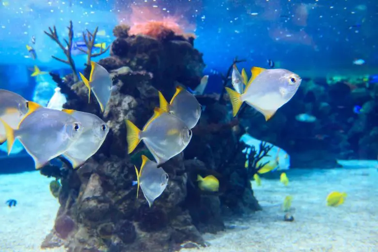 marine_coral_1546542543-e1546542554848