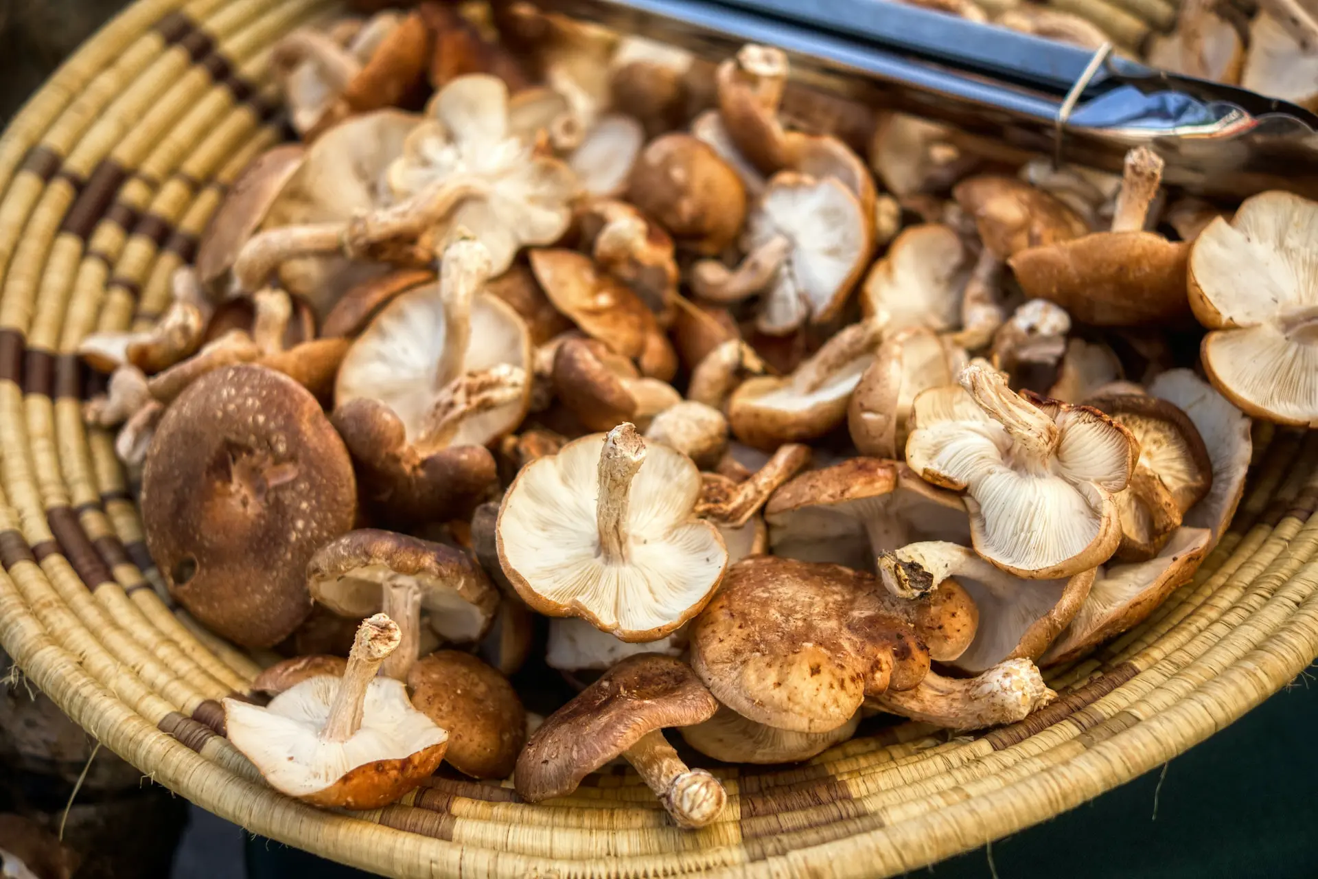 mushroom-growers