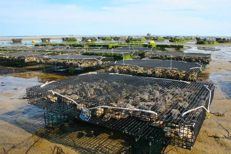 oyster-farm-1404177_1280-e1505231330985