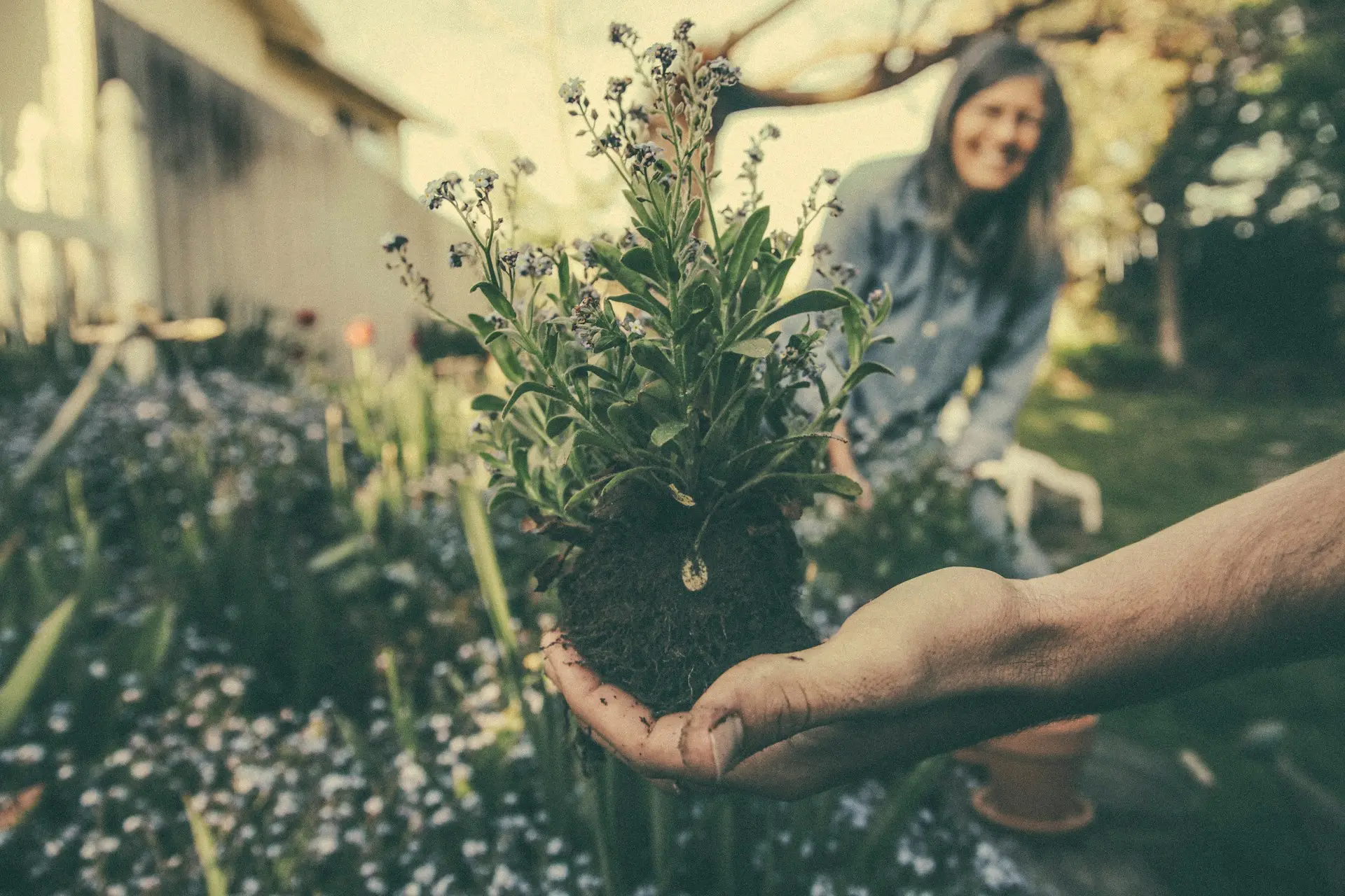 person-showing-green-plant