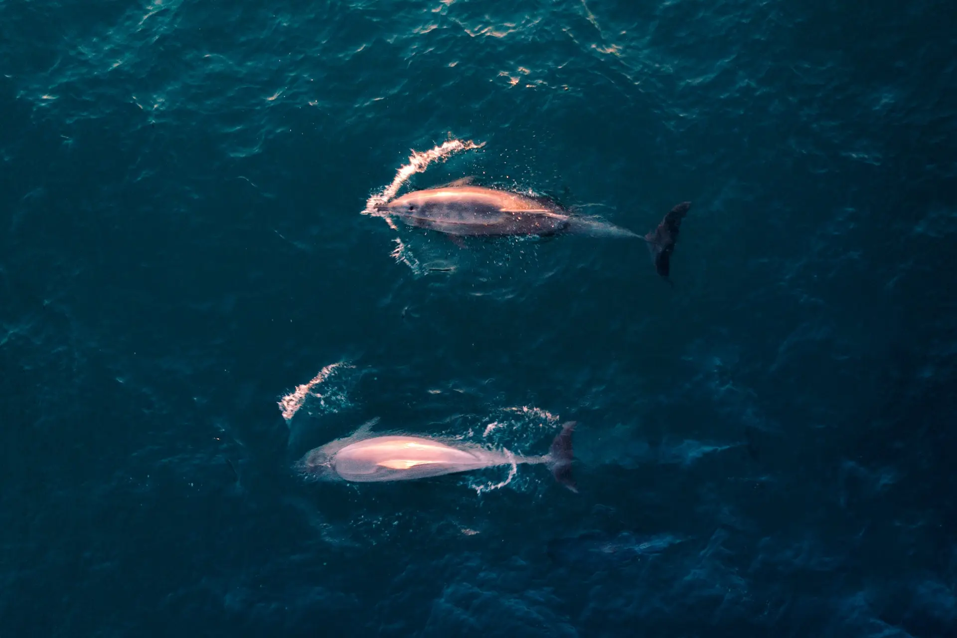 pink-dolphins