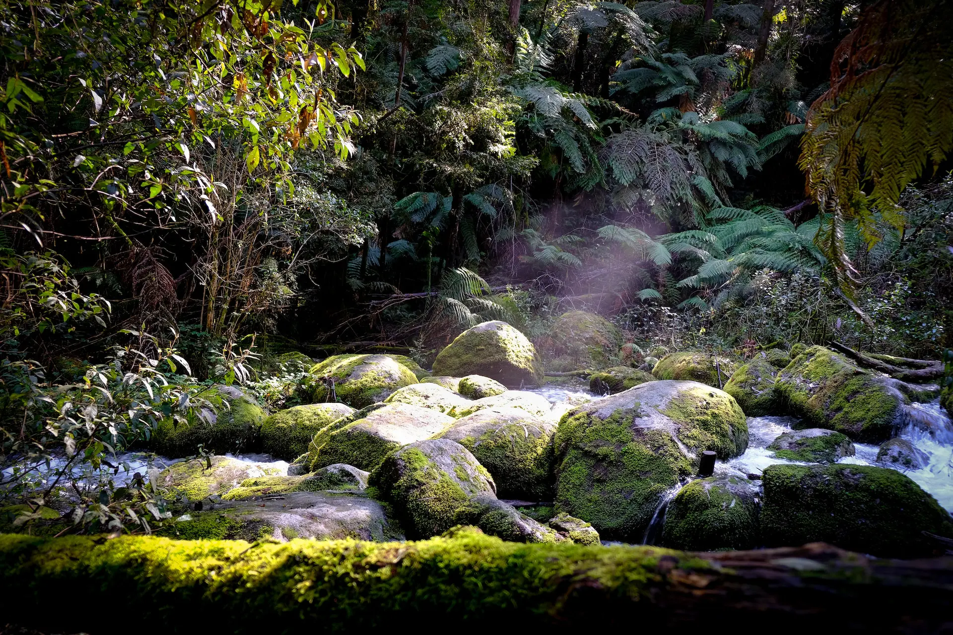 plant-biodiversity
