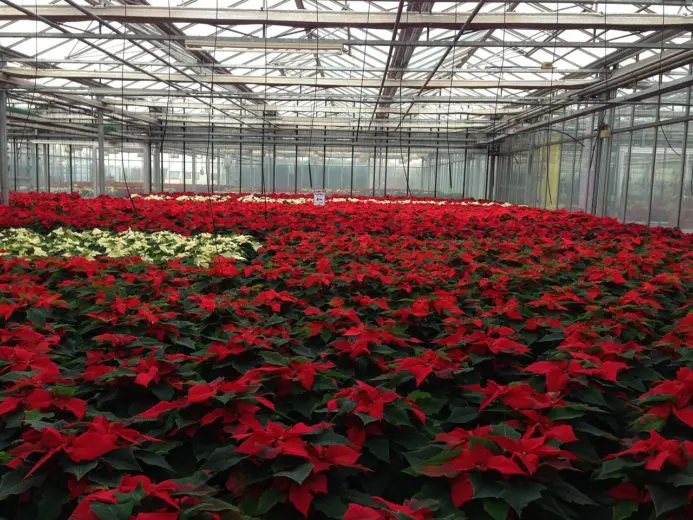 poinsettias_1512584716-e1512584728113